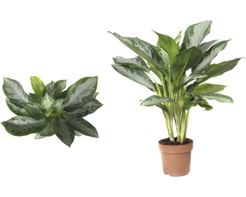 Stuf chinezesc în ghiveci, două vederi