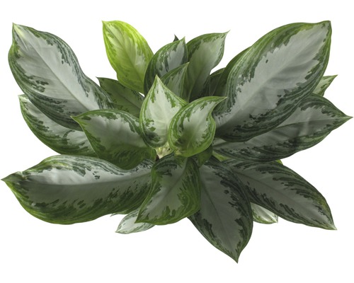 Aglaonema plantă de apartament cu frunze