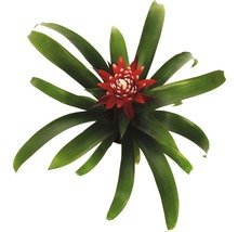 FloraSelf Guzmania 'Hope' H 45-55 cm ghiveci Ø 12 cm-thumb-1 FloraSelf Guzmania 'Hope' H 45-55 cm ghiveci Ø 12 cm-thumb-1