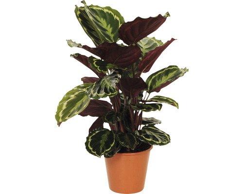 Planta care se roagă FloraSelf Calathea ornata H 40-60 cm ghiveci Ø 19 cm Calathea plantă de interior în ghiveci