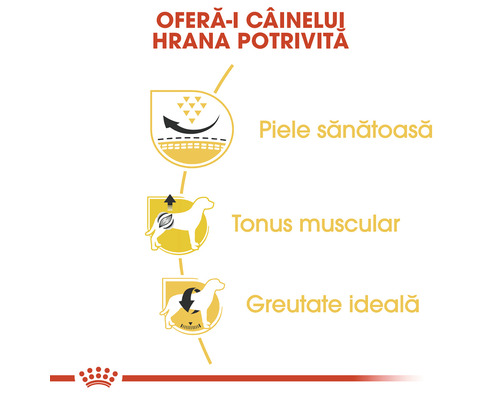 Avantajele hranei pentru câini: piele sănătoasă, tonus muscular și greutate ideală