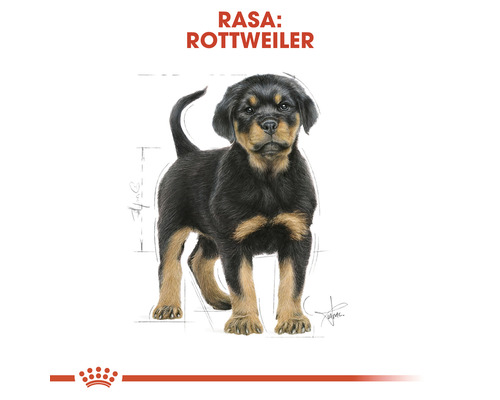 Imagine cu un cățeluș Rottweiler.
