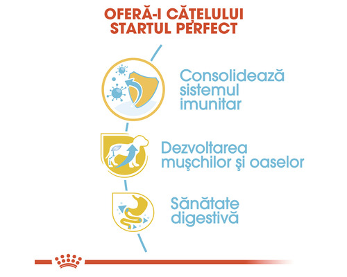 Avantajele hranei pentru câini: consolidarea sistemului imunitar, dezvoltarea mușchilor și a oaselor, sănătate digestivă.