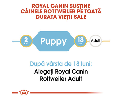 Royal Canin sprijină câinii Rottweiler pe toată durata vieții lor. Hrană pentru căței până la vârsta de 18 luni, apoi hrană pentru câini adulți.