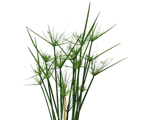 Plantă de papirus pentru iaz de grădină