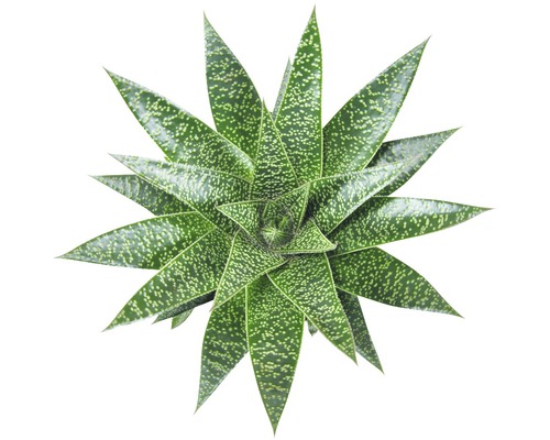 Plantă de aloe dungată, vedere de sus