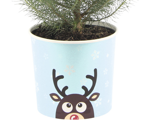 Chiparos într-un ghiveci cu design de ren