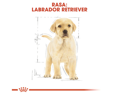 Ilustrație cu un pui de Labrador Retriever