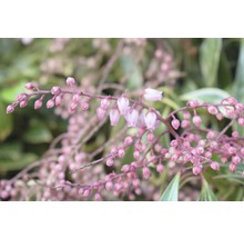 Prim-plan cu plante Pieris înflorite
