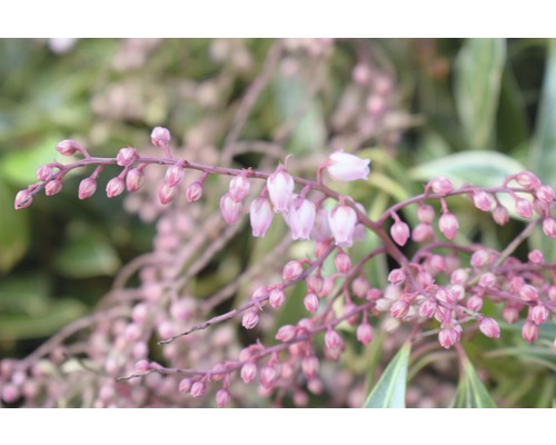 Prim-plan cu plante Pieris înflorite