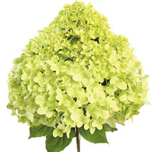 Hortensie cu floare