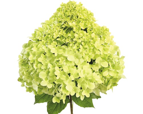 Hortensie cu floare