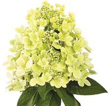 Hortensie paniculată cu flori și frunze