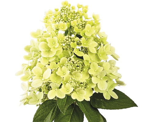 Hortensie paniculată cu flori și frunze