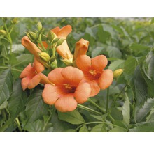 Floare trompetă cu flori și frunze