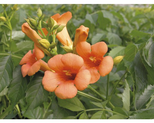 Floare trompetă cu flori și frunze