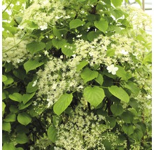 Hortensie cățărătoare cu flori albe și frunze verzi