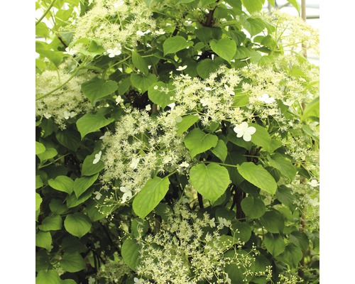 Hortensie cățărătoare cu flori albe și frunze verzi