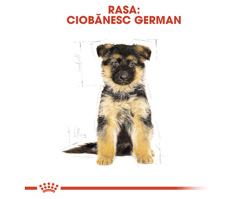 Imagine cu un pui de câine ciobănesc german