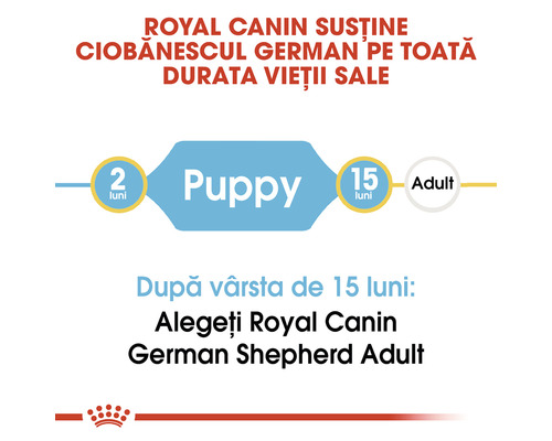 Royal Canin sprijină câinele ciobănesc german pe toată durata vieții sale. Hrana pentru căței este recomandată până la vârsta de 15 luni, apoi hrana pentru câini adulți.