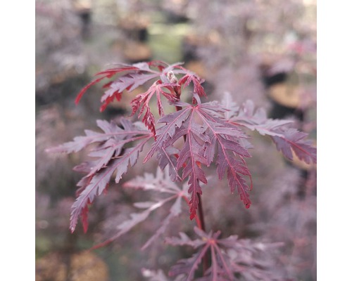 Arțar japonez roșu FloraSelf Acer palmatum 'Firecracker' H 40-50 cm Co 4,5 L