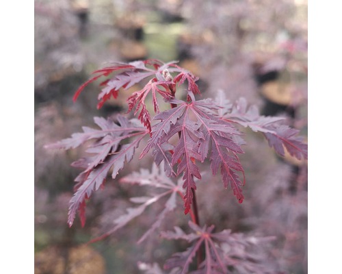 Arțar japonez roșu FloraSelf Acer palmatum 'Firecracker' H 40-50 cm Co 4,5 L Arțar japonez cu frunze adânc crestate