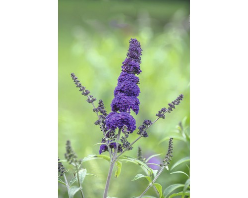 Liliac de vară FloraSelf Buddleja davidii 'Black Knight' H 60-80 cm Co 4,5 L Arbust de fluturi cu flori violet