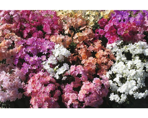 Prim-plan cu un grup de plante Lewisia înflorite