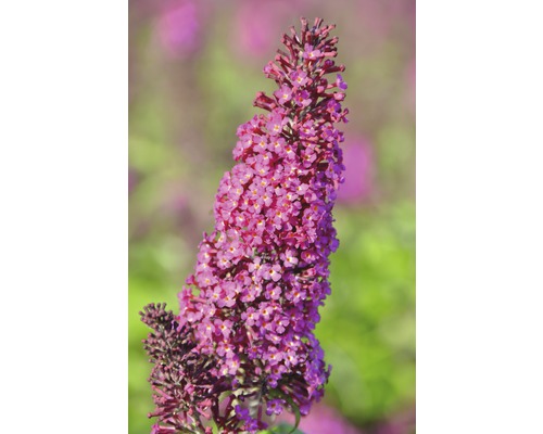 Liliac de vară FloraSelf Buddleja davidii 'Funky Fuchsia' H 60-80 cm Co 4,5 L Floare de liliac de vară în detaliu