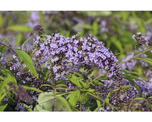 Liliac de vară FloraSelf Buddleja davidii 'Wisteria Lane' H 60-80 cm Co 4,5 L Arbore de fluturi cu flori mov și frunze verzi.