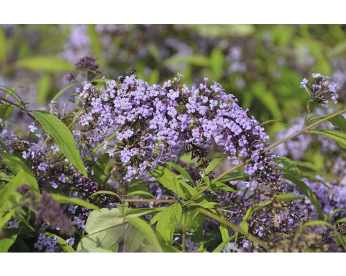 Liliac de vară FloraSelf Buddleja davidii 'Wisteria Lane' H 60-80 cm Co 4,5 L