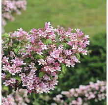 Abelia înflorită în grădină