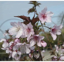 Inflorescență de cireș ornamental cu flori roz deschis