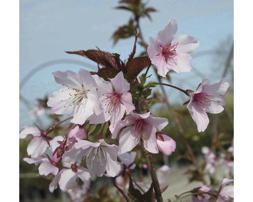 Inflorescență de cireș ornamental cu flori roz deschis