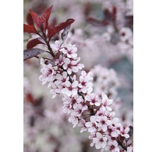 Arbore ornamental înflorit cu frunze roșu purpuriu