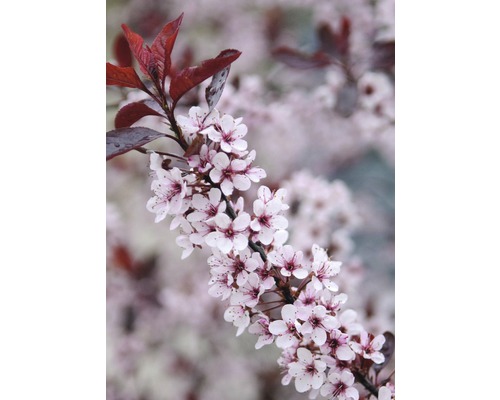 Arbore ornamental înflorit cu frunze roșu purpuriu