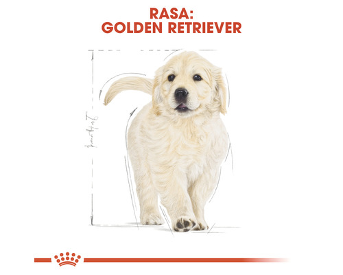Ilustrație cu un pui de Golden Retriever