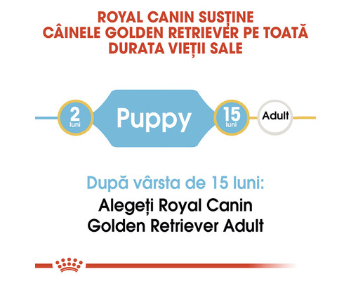 Royal Canin sprijină câinii Golden Retriever pe toată durata vieții lor