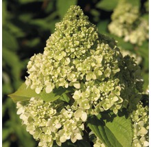Prim-plan cu o floare de hortensie