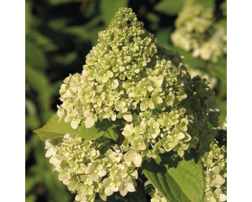 Prim-plan cu o floare de hortensie