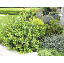 Grădină cu diverse plante și arbuști