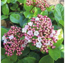 Viburnum tinus înflorit cu muguri și flori