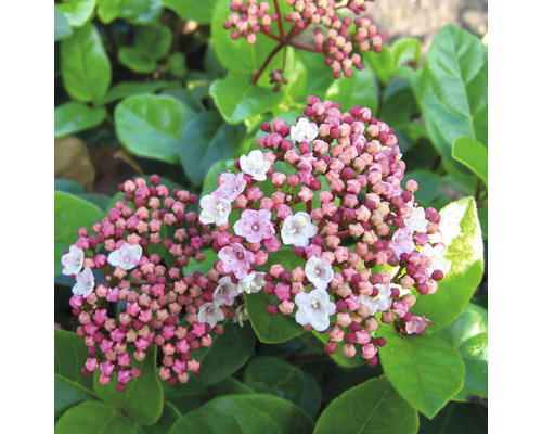 Viburnum tinus înflorit cu muguri și flori