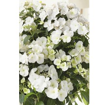 Hortensie FloraSelf Hydrangea Runaway Bride 'Snow White' H 50-60 cm Co 6 L