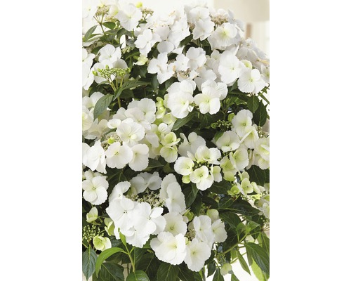 Hortensie FloraSelf Hydrangea Runaway Bride 'Snow White' H 50-60 cm Co 6 L Prim-plan cu o hortensie albă plată, cu flori și frunze.