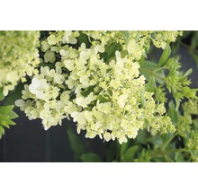 Hortensie paniculată cu floare