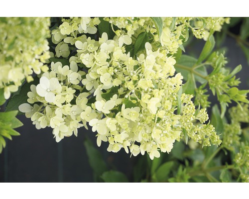 Hortensie paniculată cu floare