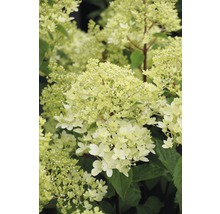Hortensie paniculată cu flori