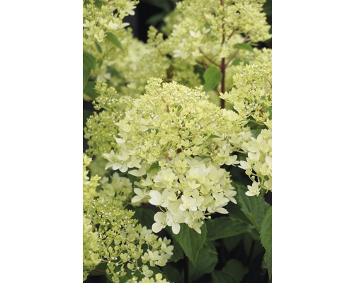 Hortensie paniculată cu flori
