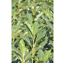 Prim-plan cu plantă de dafin